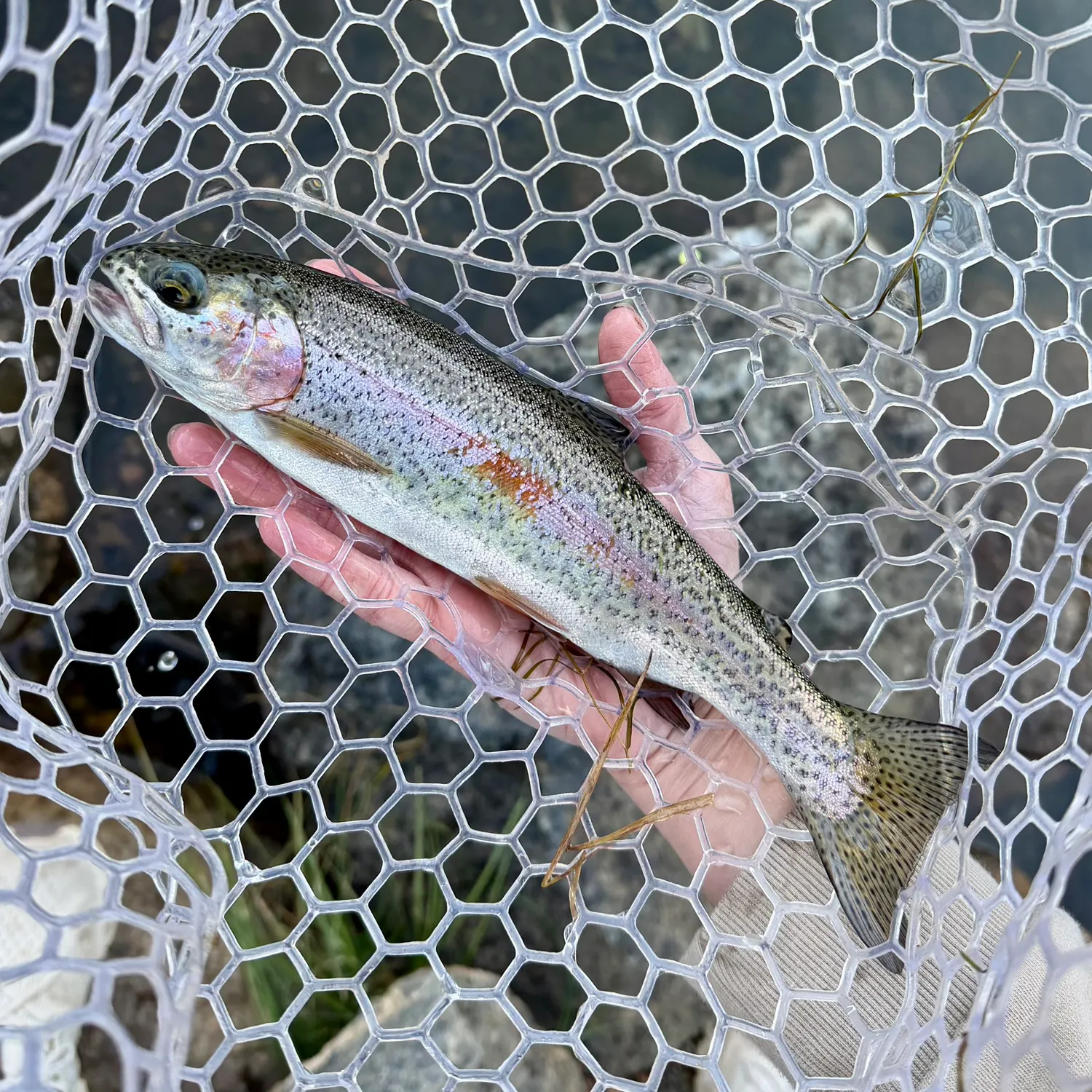 Rainbow trout caught on Fishbrain