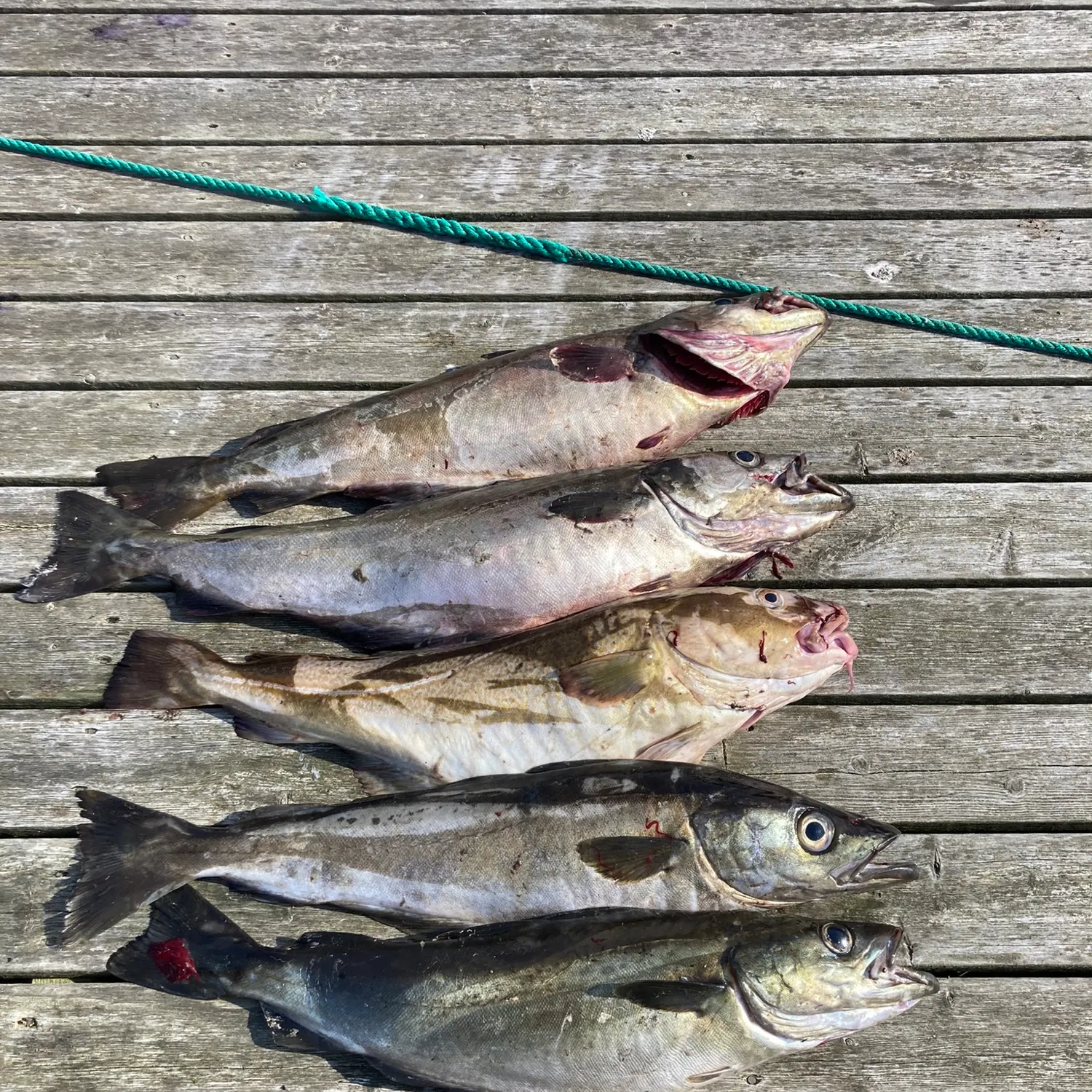 recently logged catches