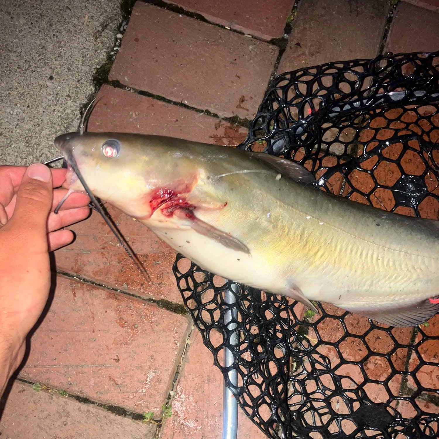 catch