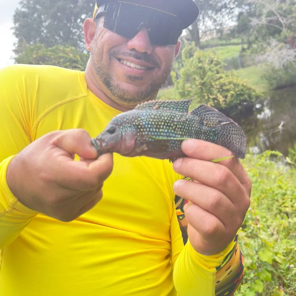 The most recent Jack Dempsey cichlid catches on Fishbrain