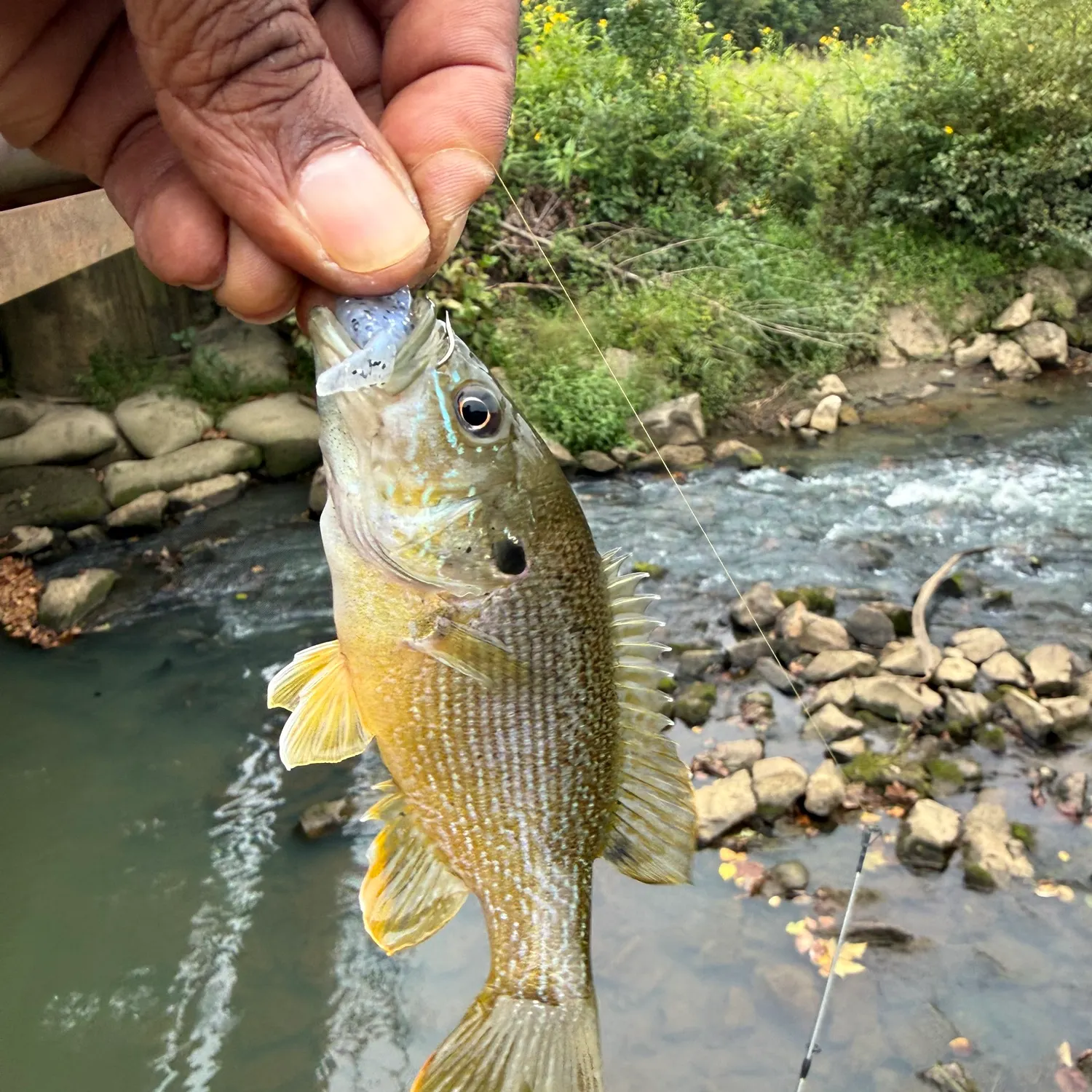 Green sunfish caught on Fishbrain