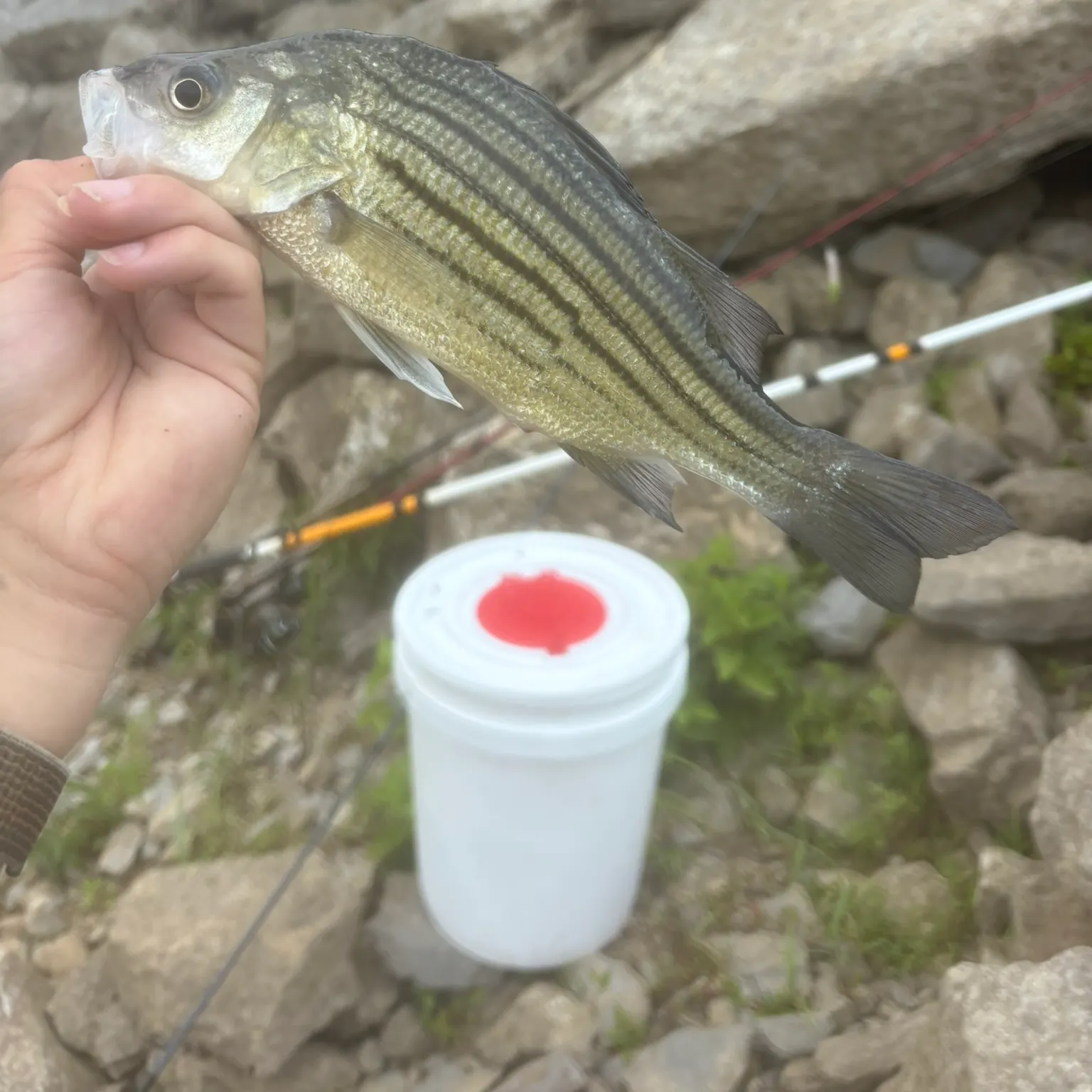 The most recent Yellow bass catches on Fishbrain