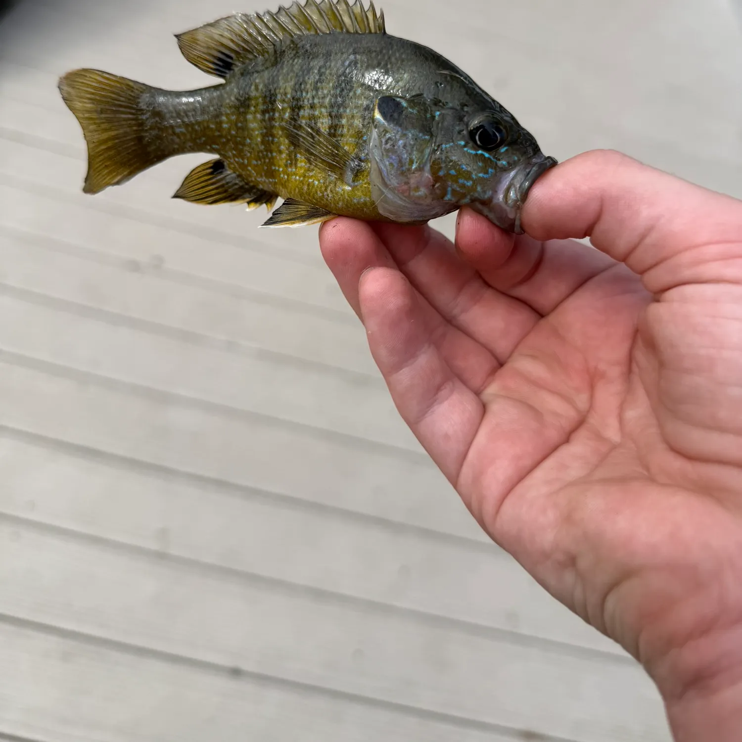 The most recent Greengill hybrid catches on Fishbrain