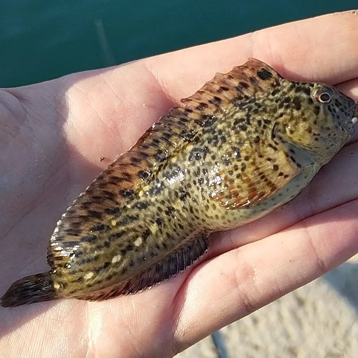The most recent Rusty blenny catches on Fishbrain