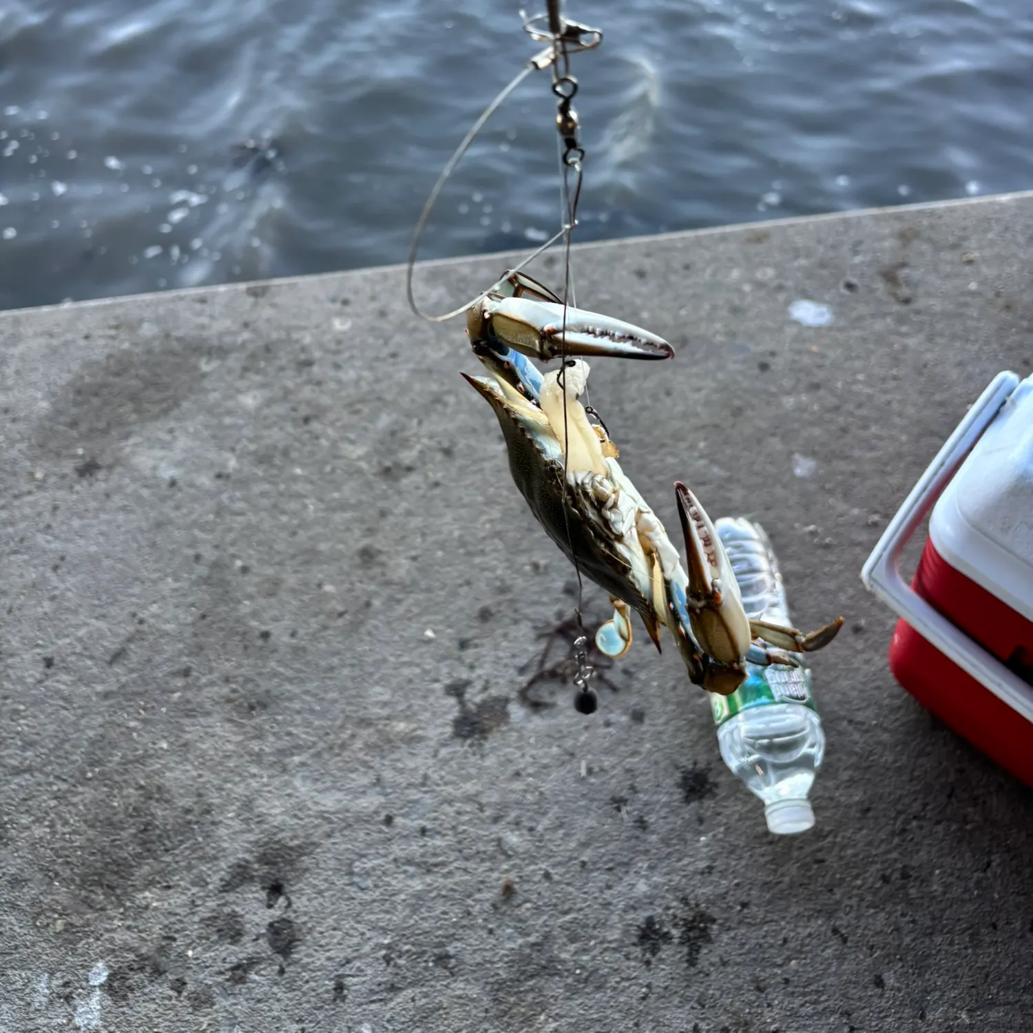 Fish caught on Fishbrain