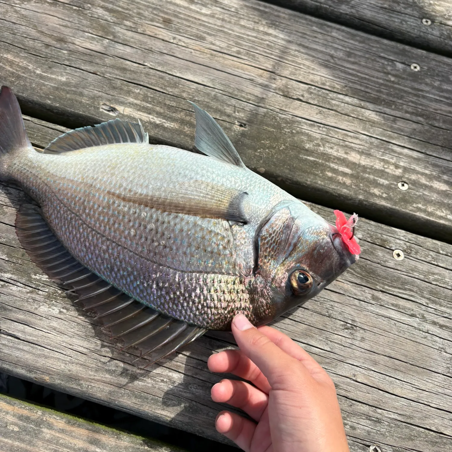 Scup caught on Fishbrain