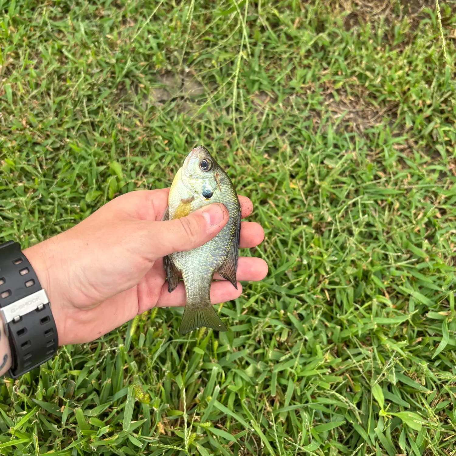 Redear sunfish caught on Fishbrain