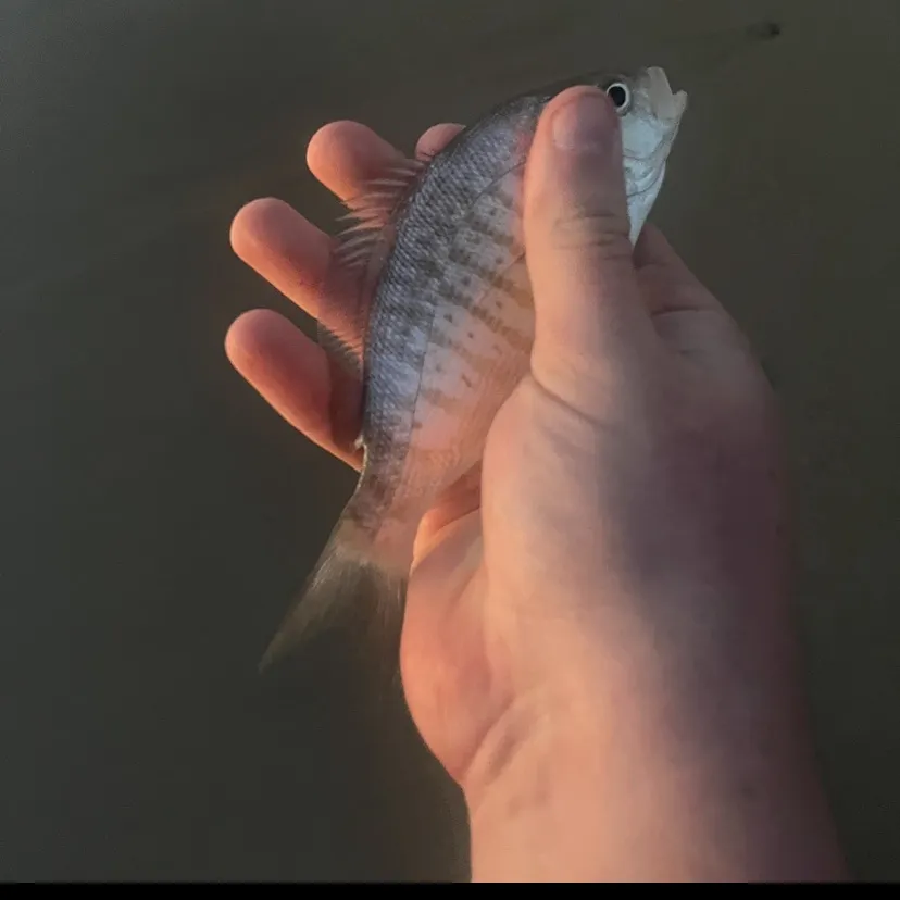 The most recent Barred surfperch catches on Fishbrain