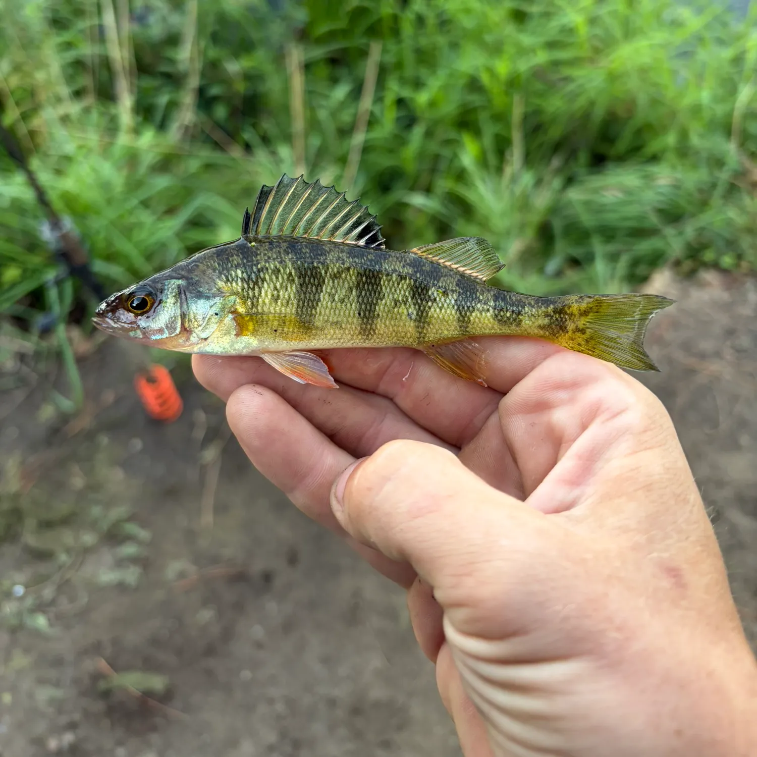 Yellow perch caught on Fishbrain
