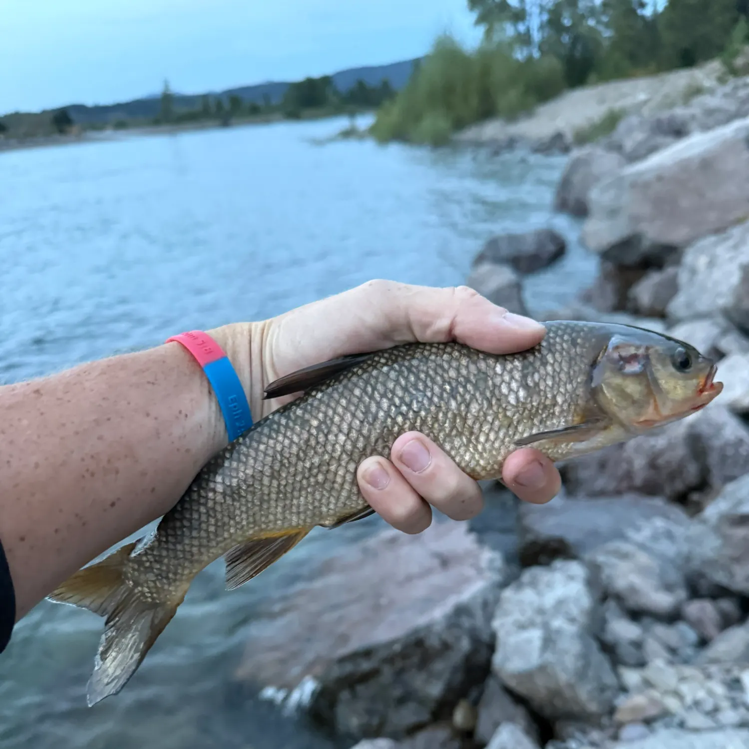 The most recent Utah chub catches on Fishbrain