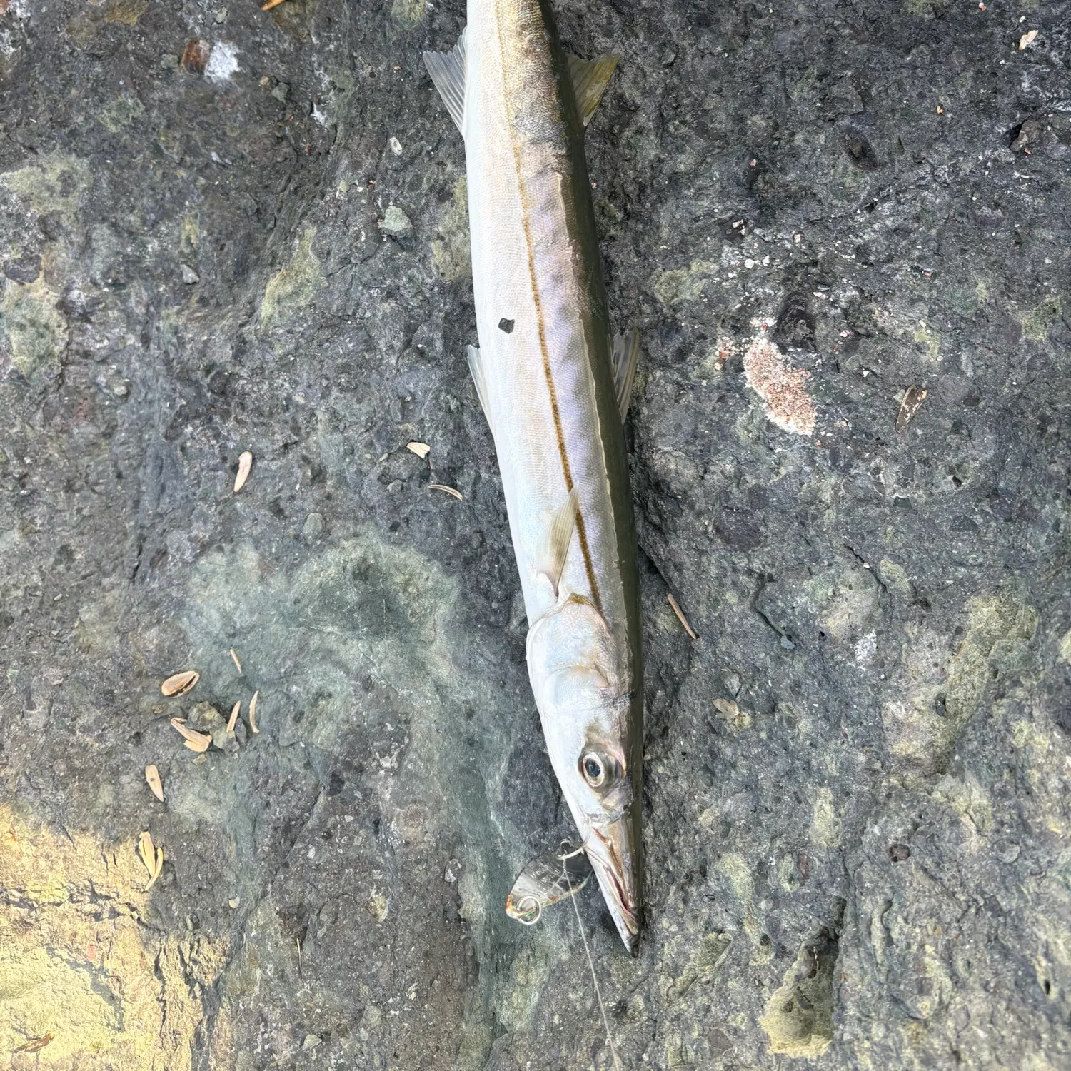 Pacific barracuda caught on Fishbrain