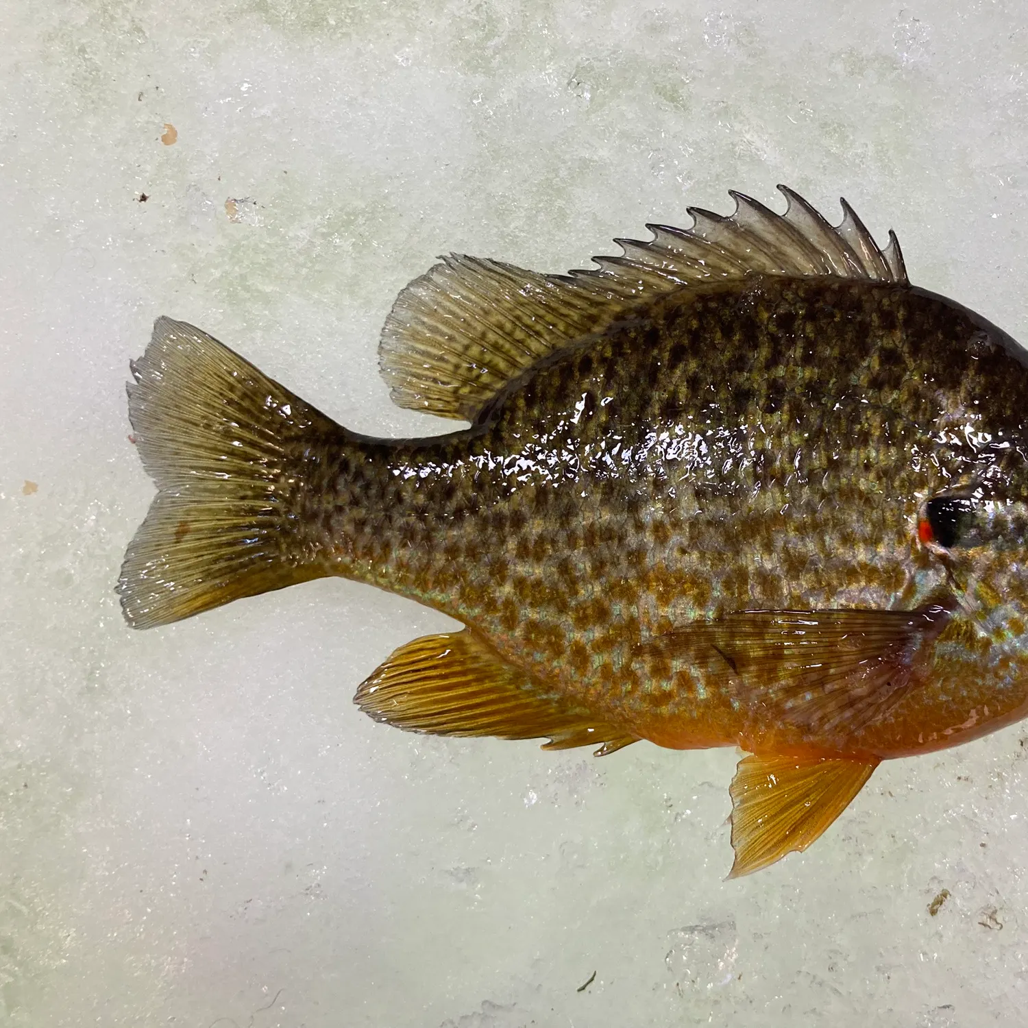 The most recent Pumpkingill hybrid catches on Fishbrain