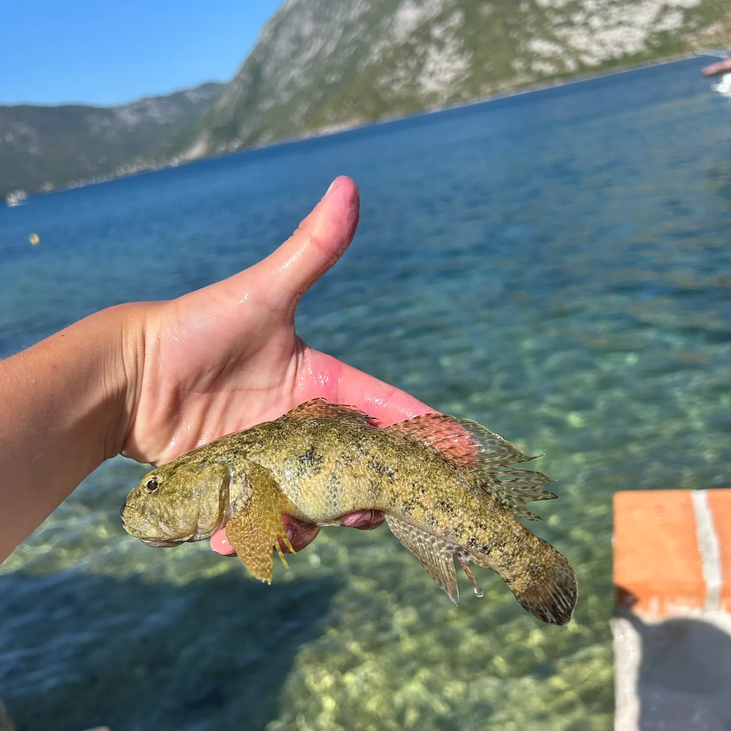 The most recent Giant goby catches on Fishbrain