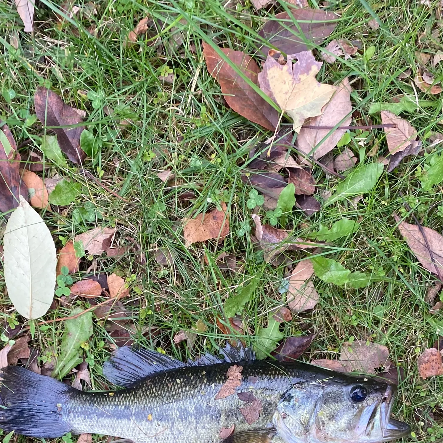 Fish caught on Fishbrain