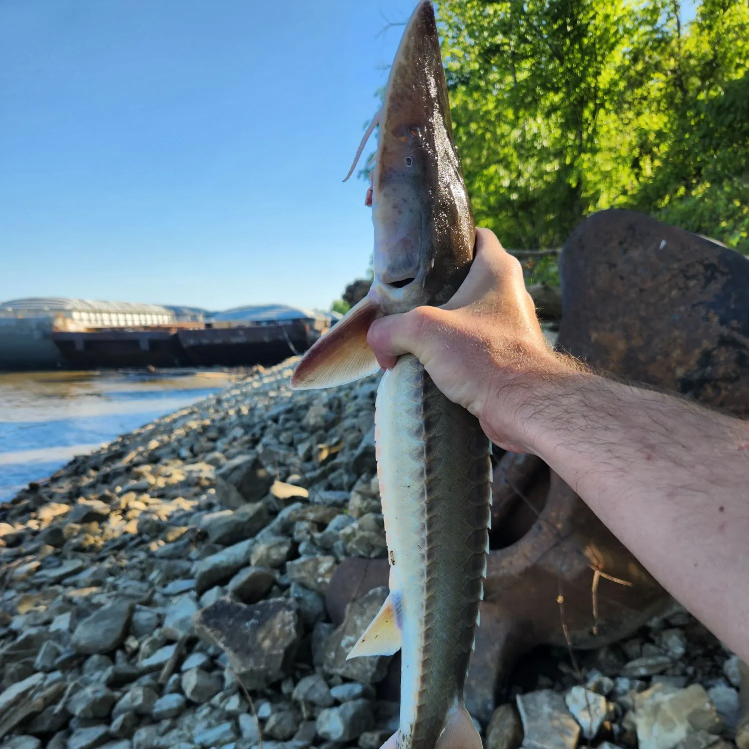 The most recent Shovelnose sturgeon catches on Fishbrain