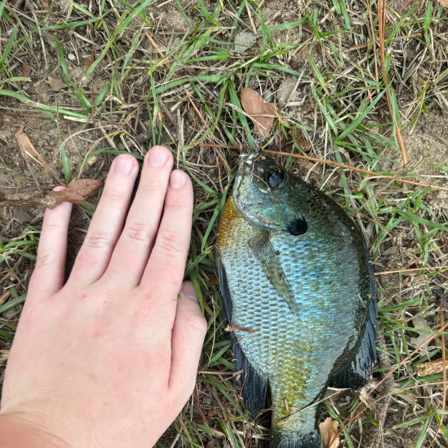 Bluegill caught on Fishbrain