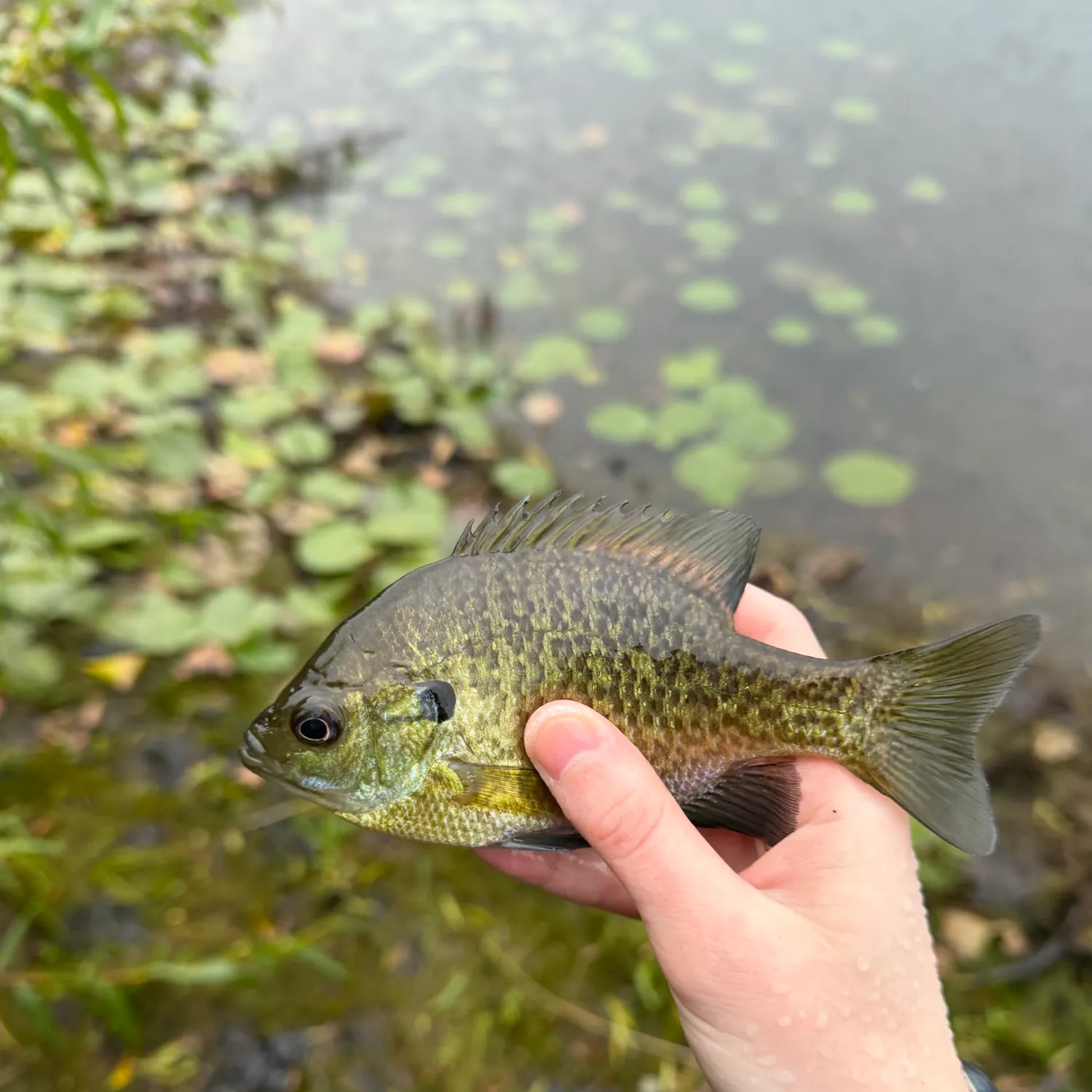 Bluegill caught on Fishbrain