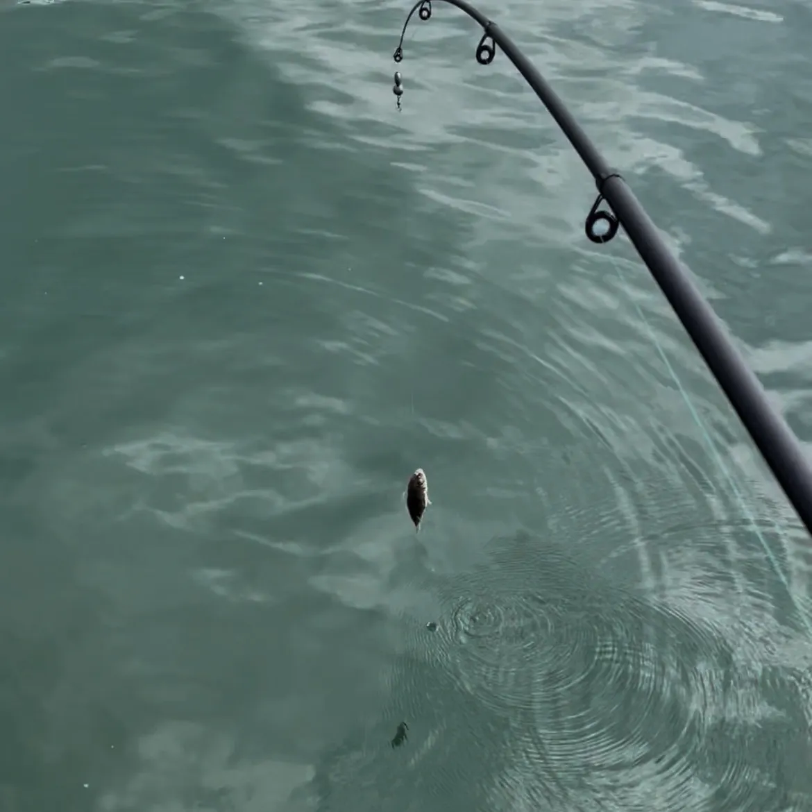 The most recent Common toadfish catches on Fishbrain