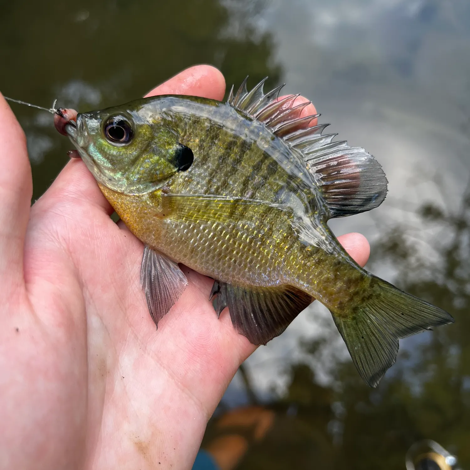 Bluegill caught on Fishbrain