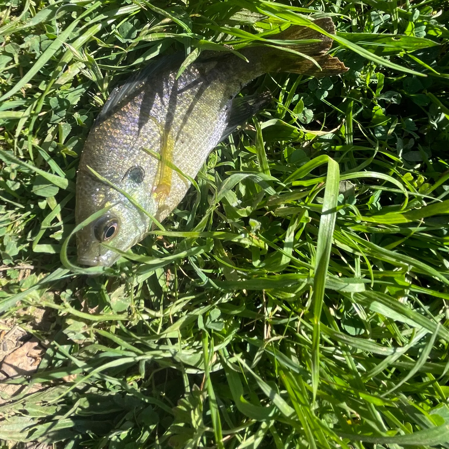 Bluegill caught on Fishbrain
