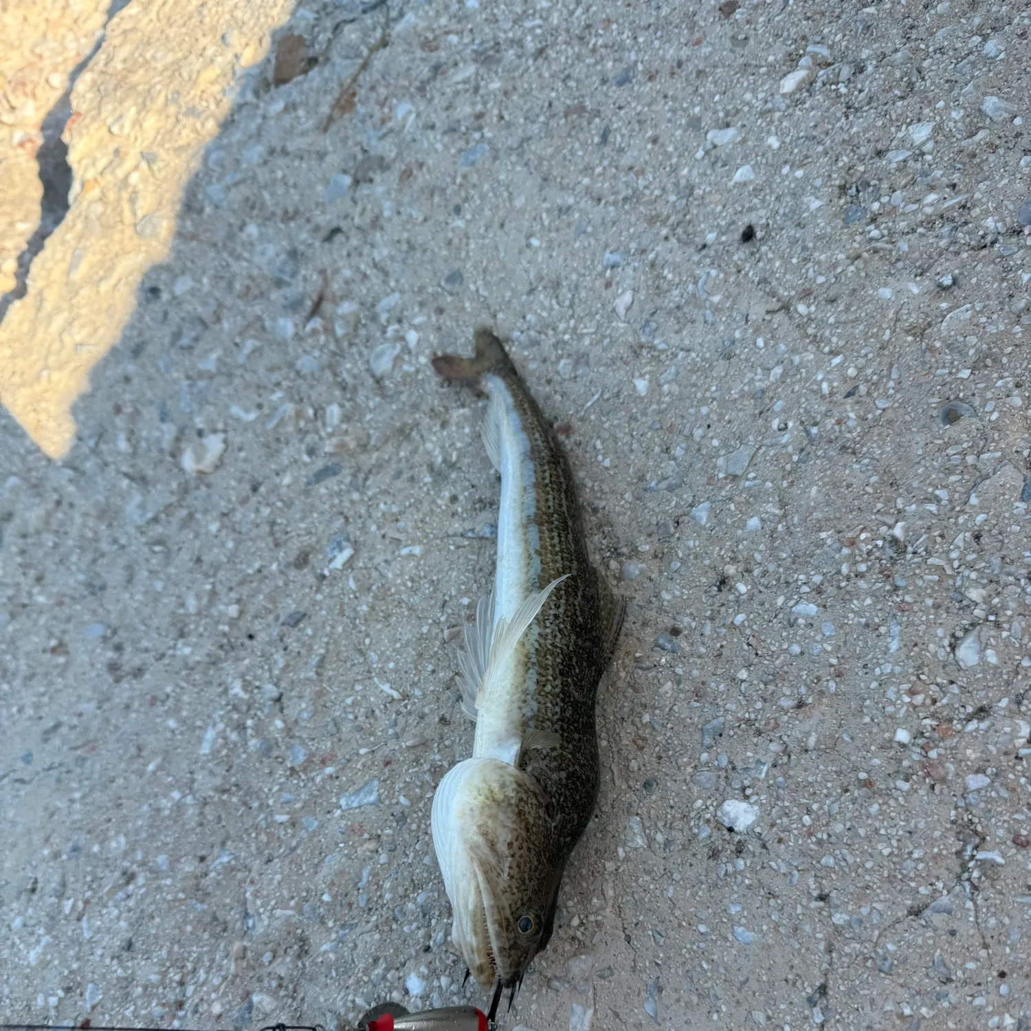 The most recent Atlantic lizardfish catches on Fishbrain