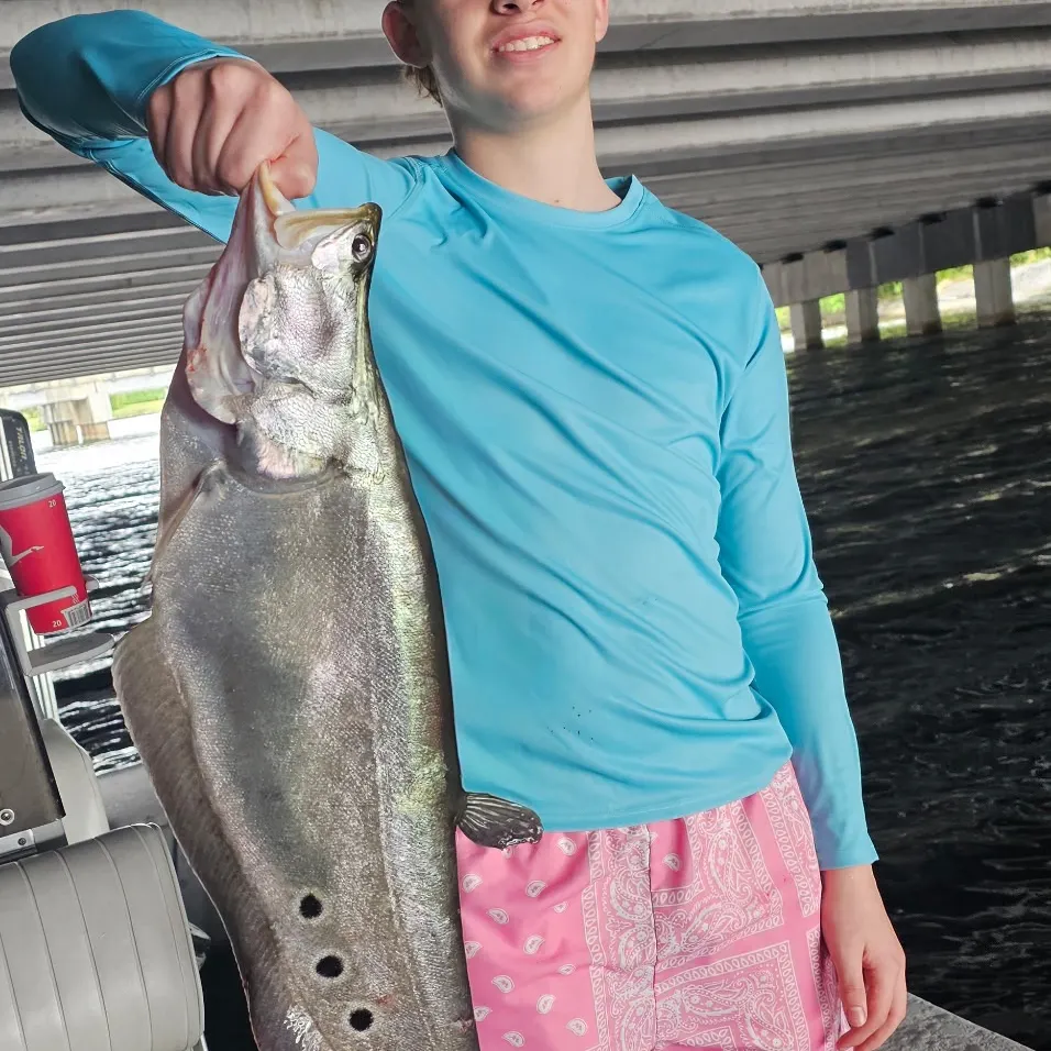 The most recent Clown knifefish catches on Fishbrain