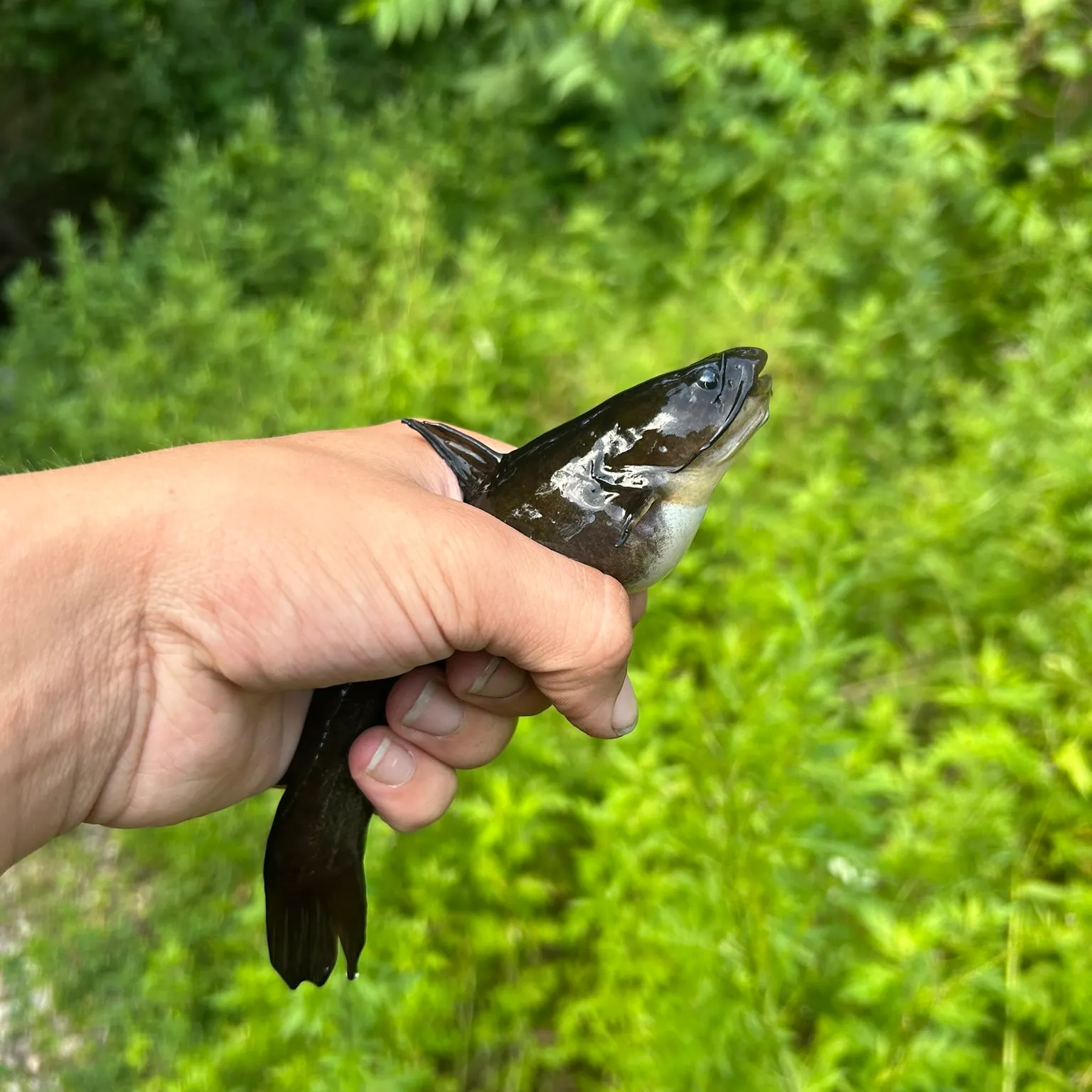 The most recent Black bullhead catches on Fishbrain