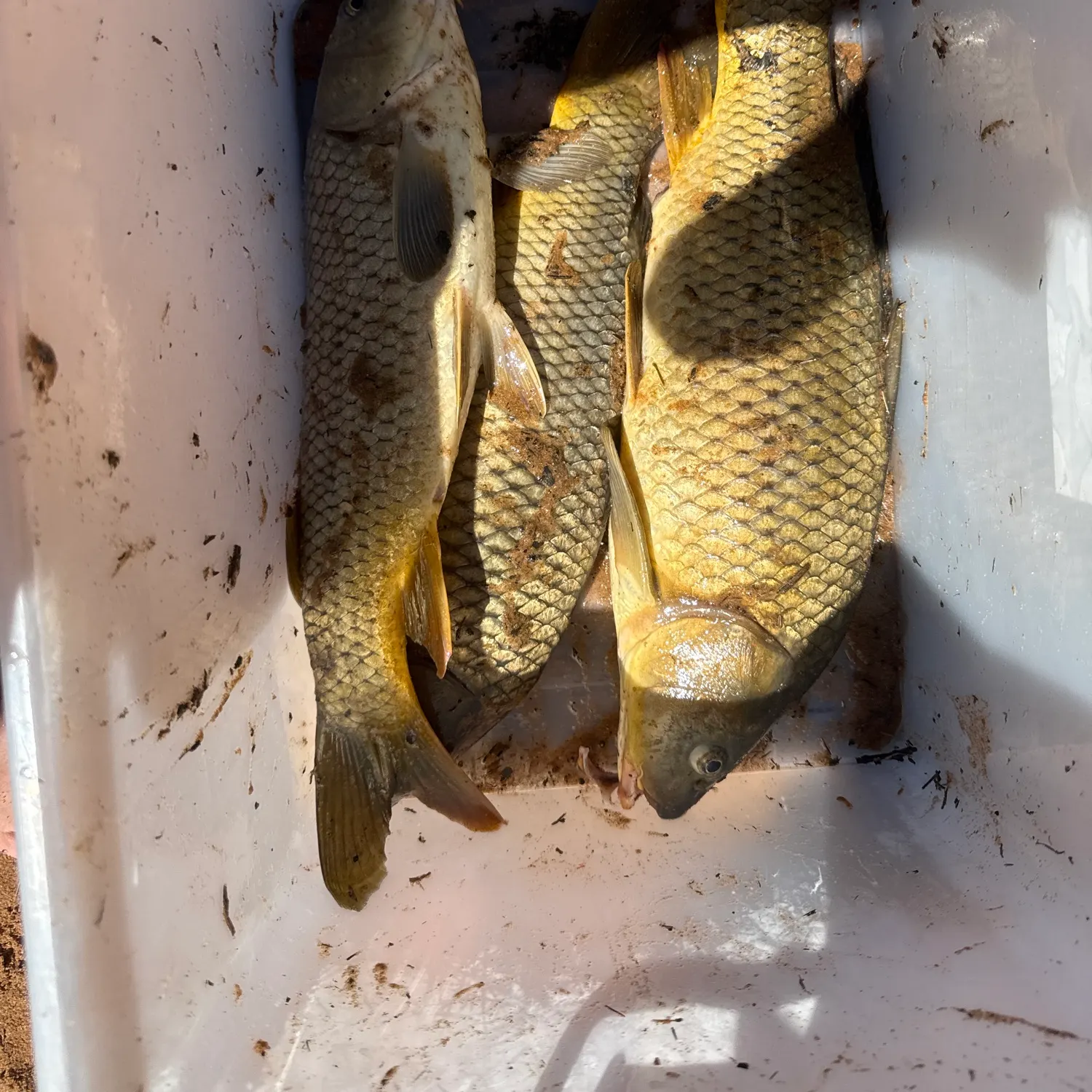 Common carp caught on Fishbrain