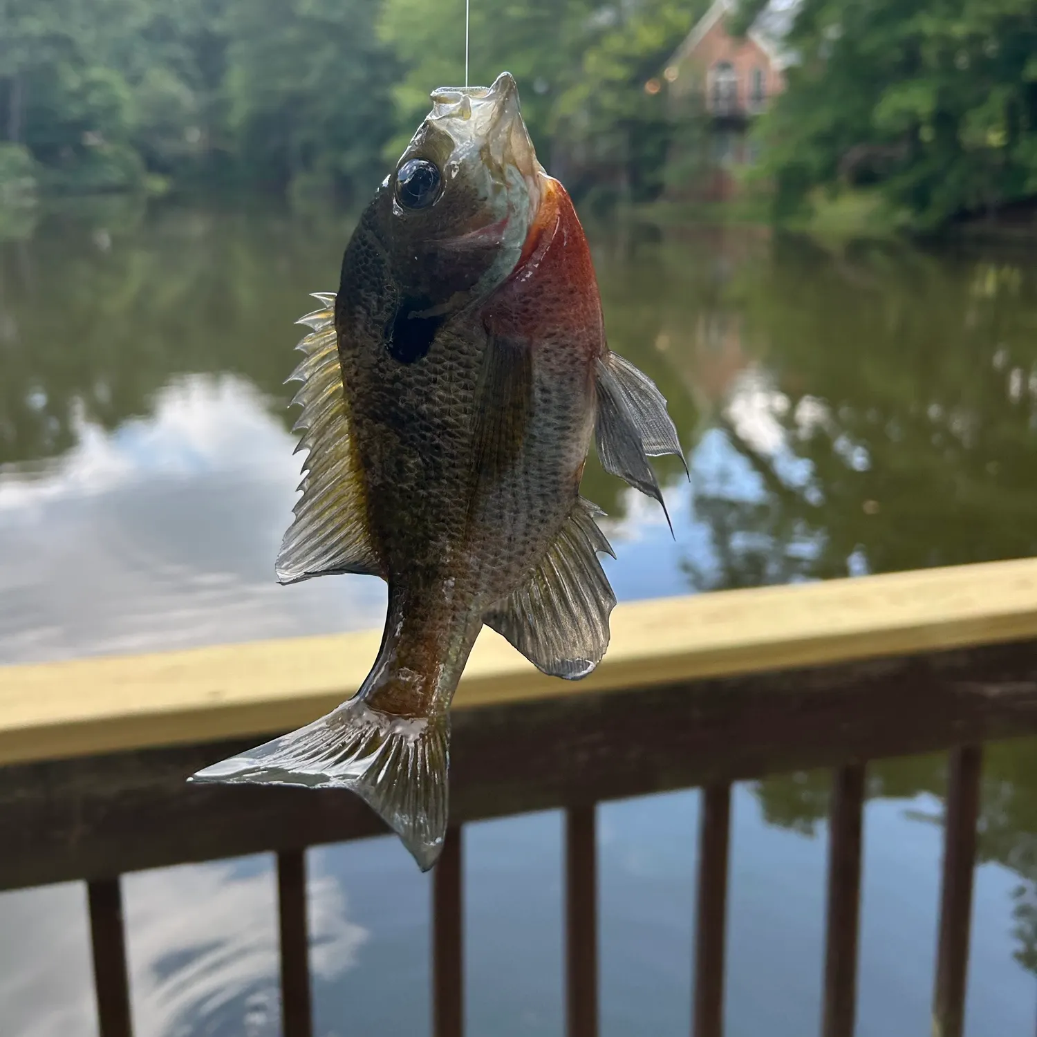 Redbreast sunfish caught on Fishbrain