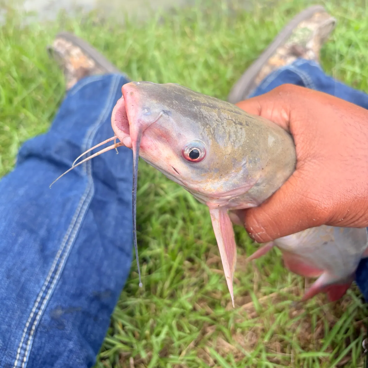Channel catfish caught on Fishbrain