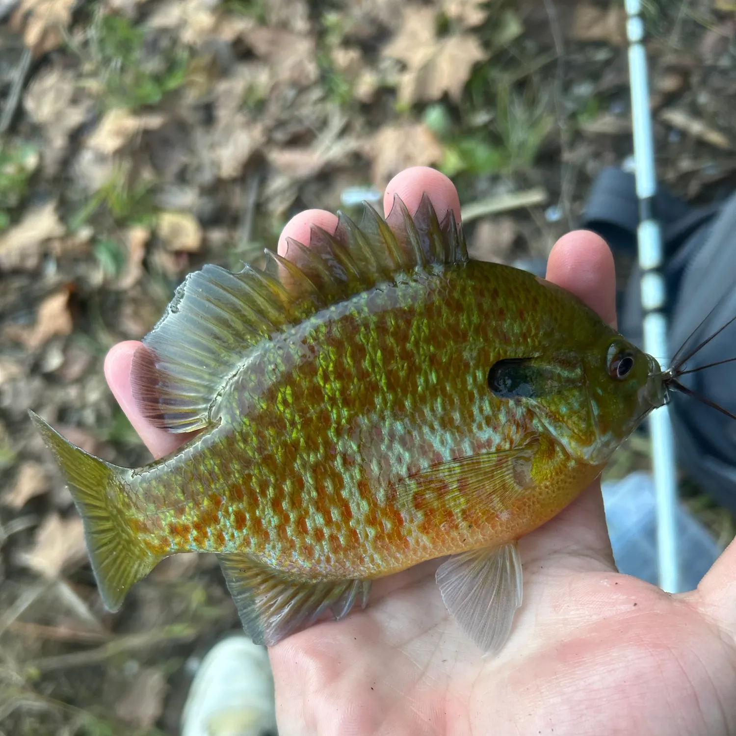 Pumpkinseed caught on Fishbrain