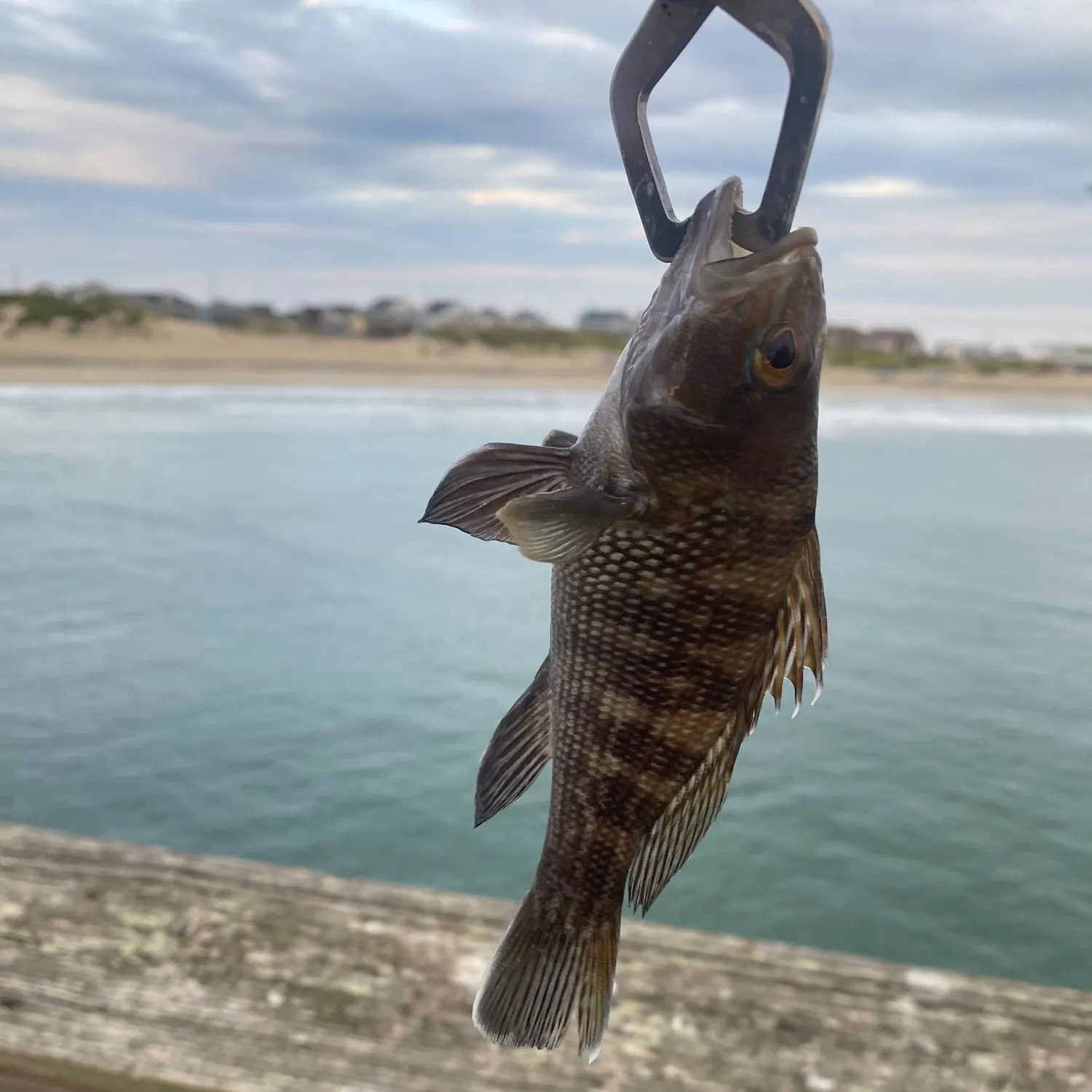 The most recent Black sea bass catches on Fishbrain