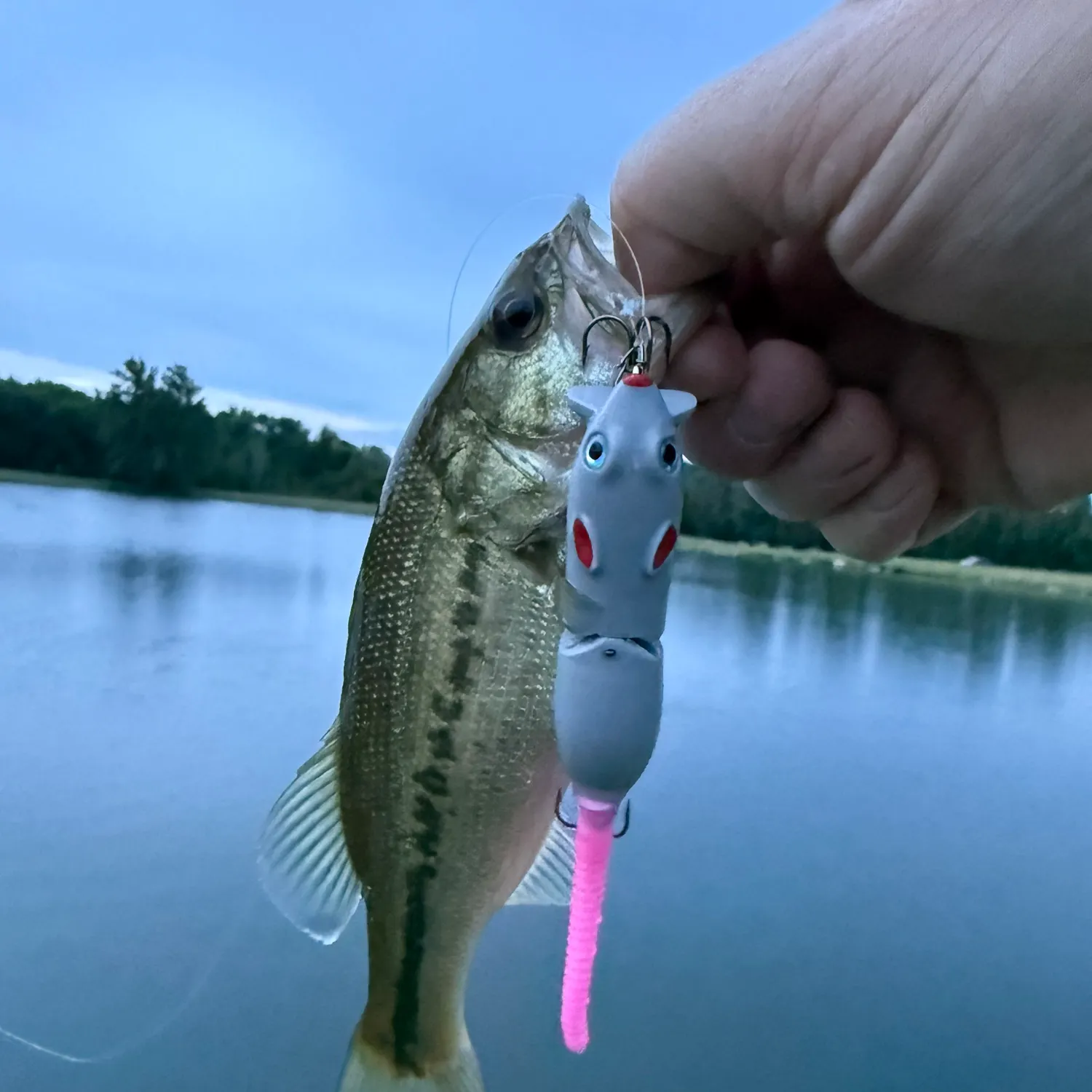 Largemouth bass caught on Fishbrain