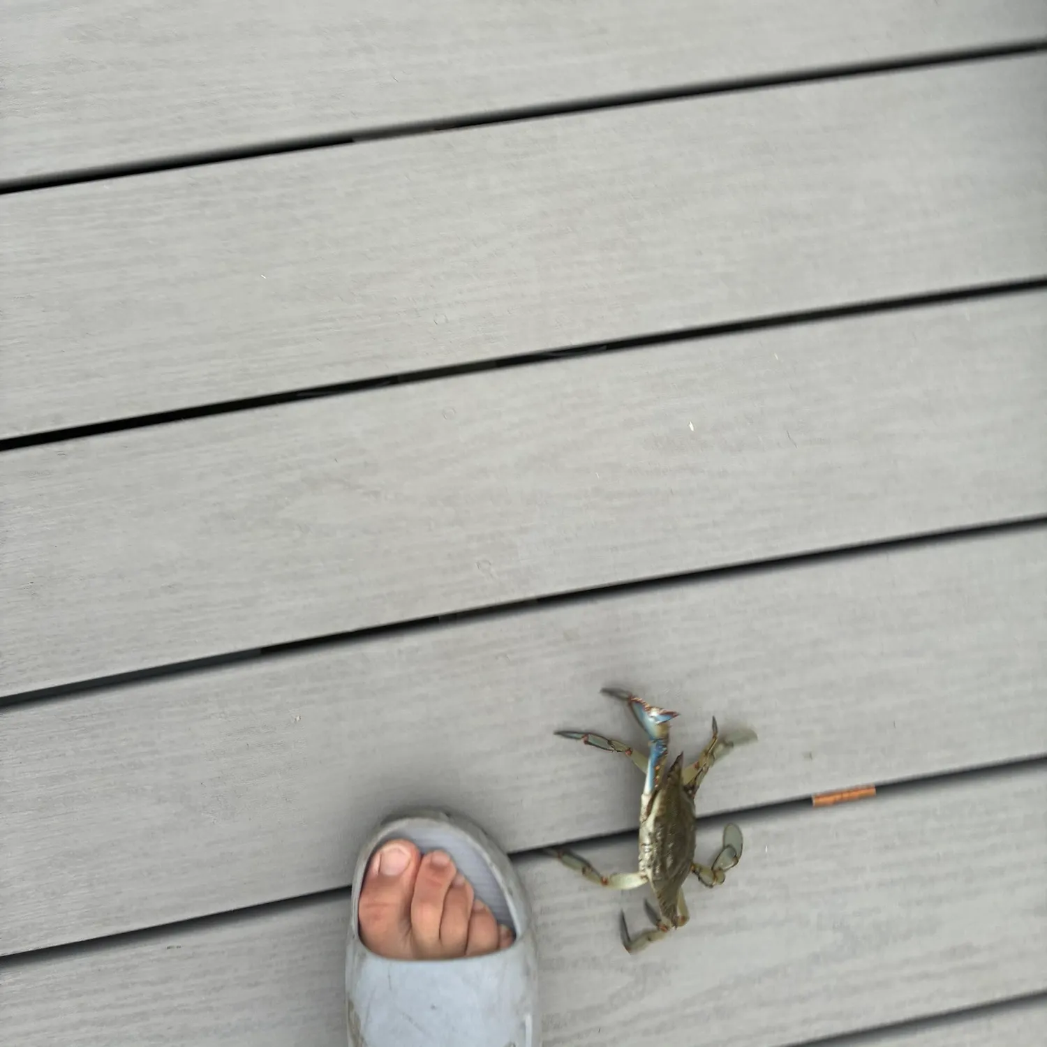Blue crab caught on Fishbrain