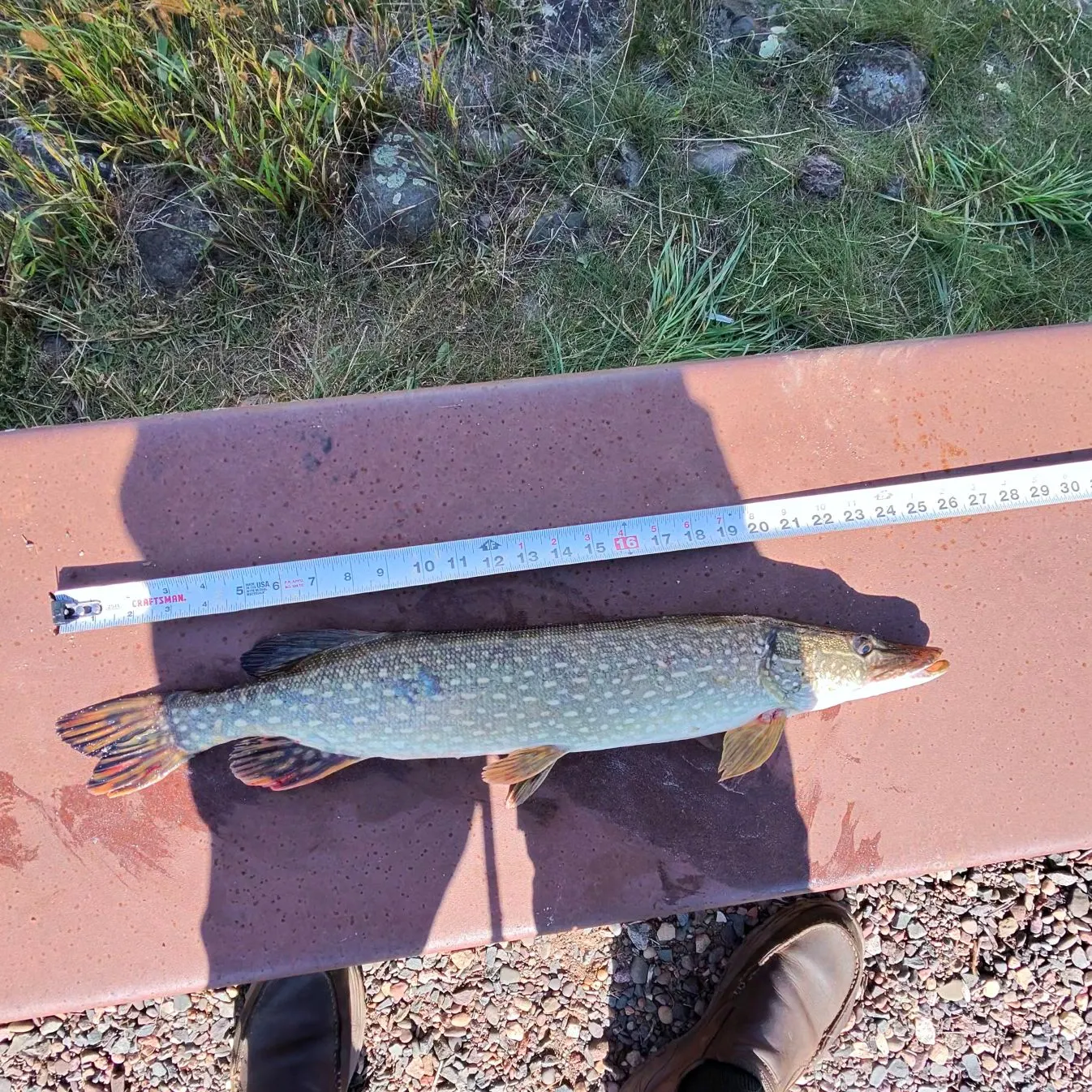Northern pike caught on Fishbrain