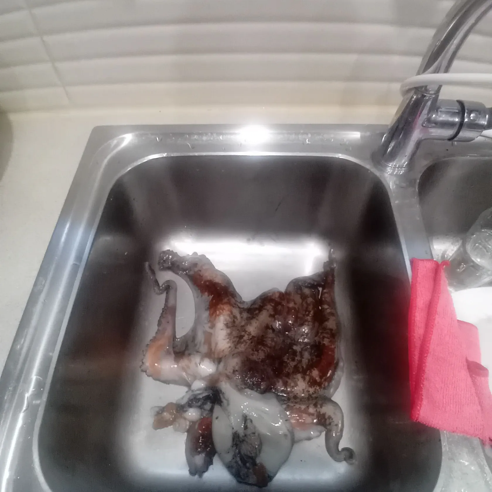 The most recent Caribbean reef octopus catches on Fishbrain