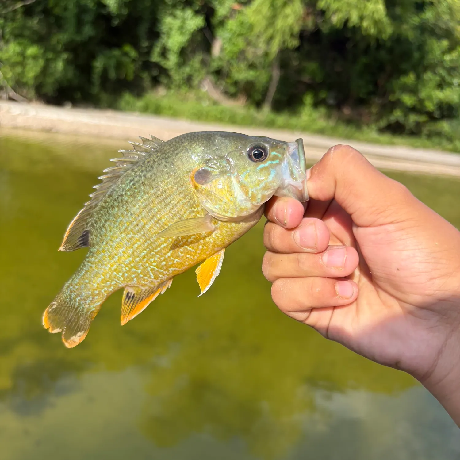 The most recent Green sunfish catches on Fishbrain