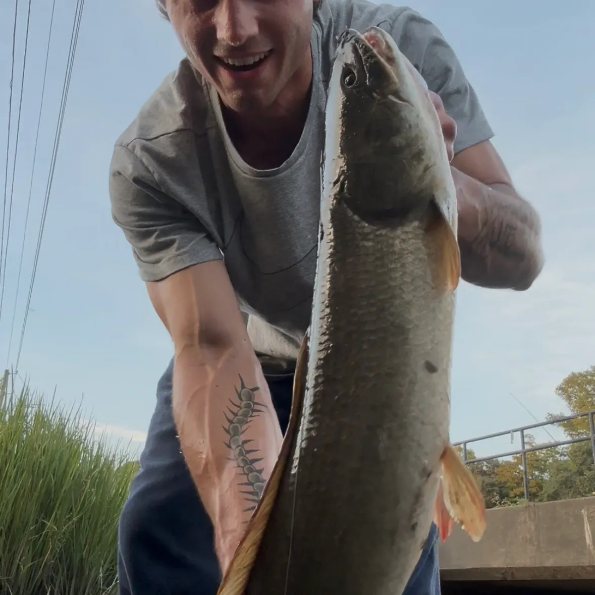 The most recent Ruddy bowfin catches on Fishbrain