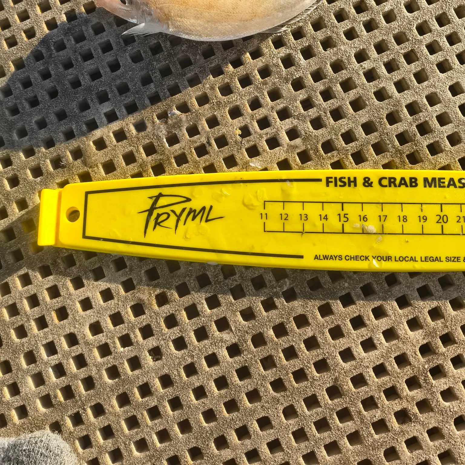 The most recent Sand sillago catches on Fishbrain