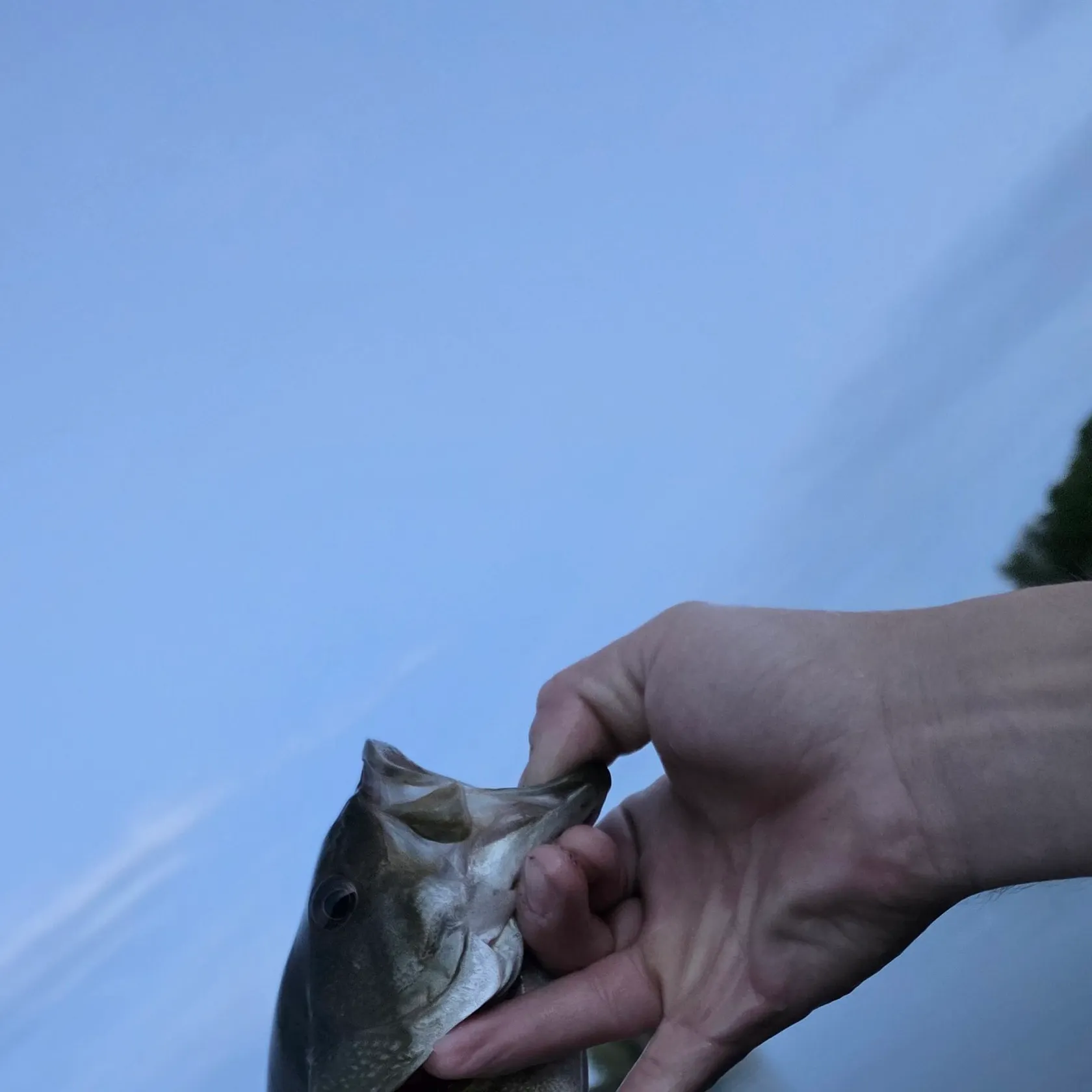 Smallmouth bass caught on Fishbrain