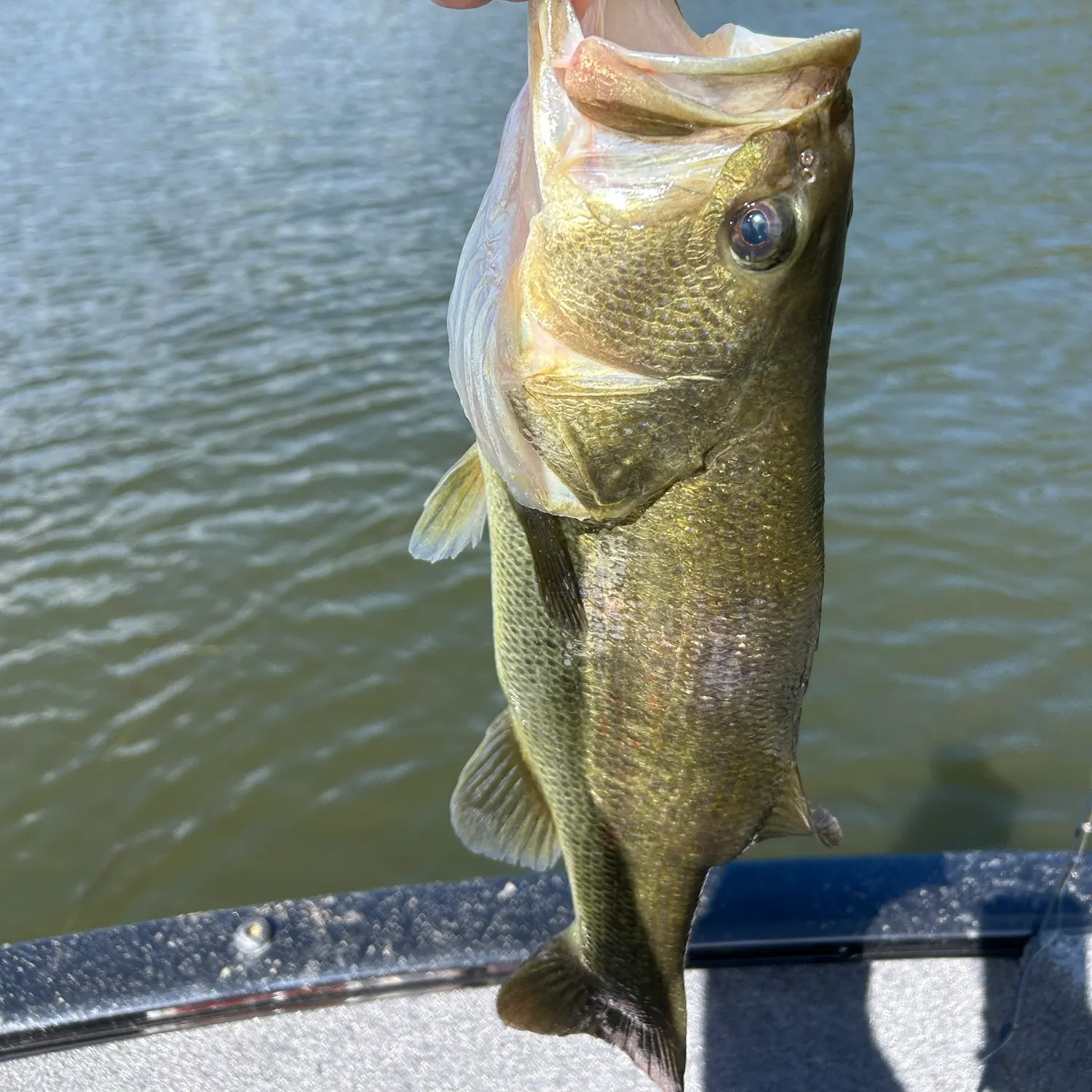 Fish caught on Fishbrain