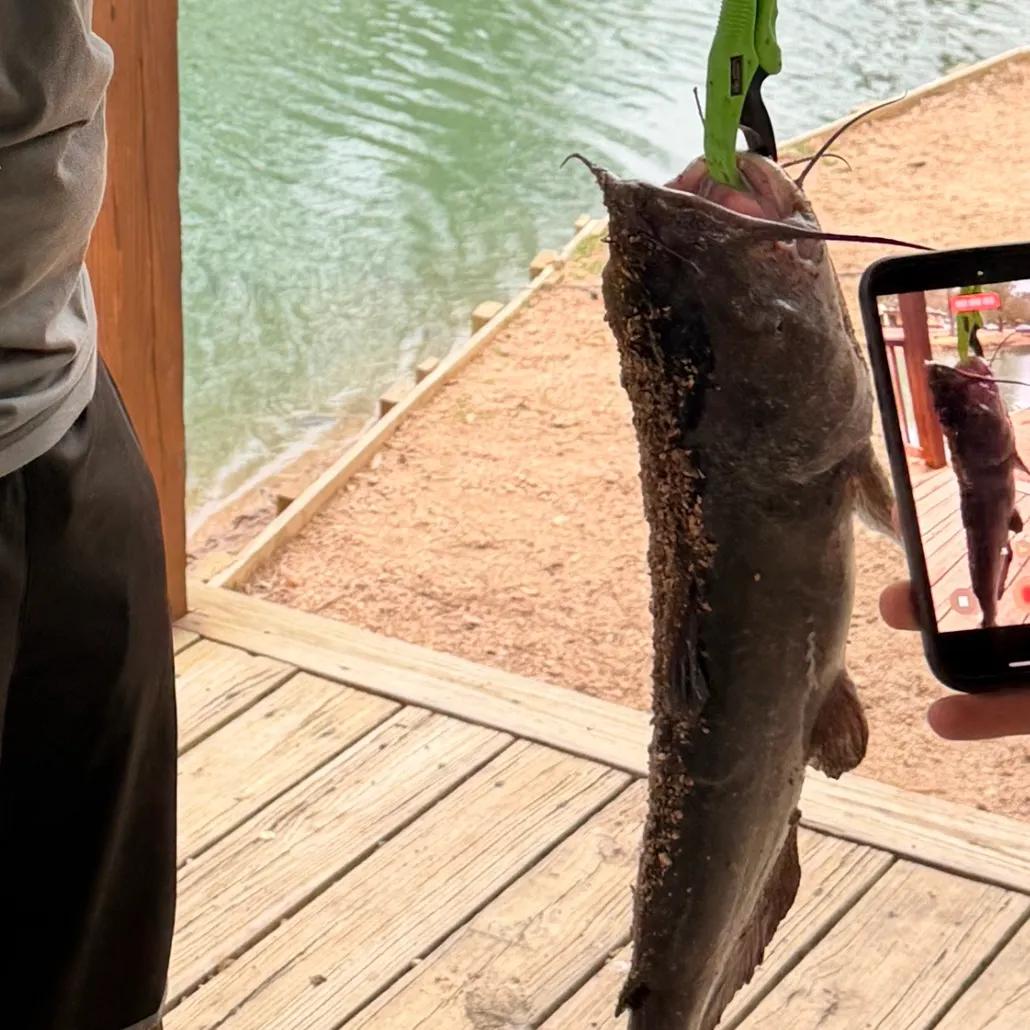 The most recent Channel catfish catches on Fishbrain