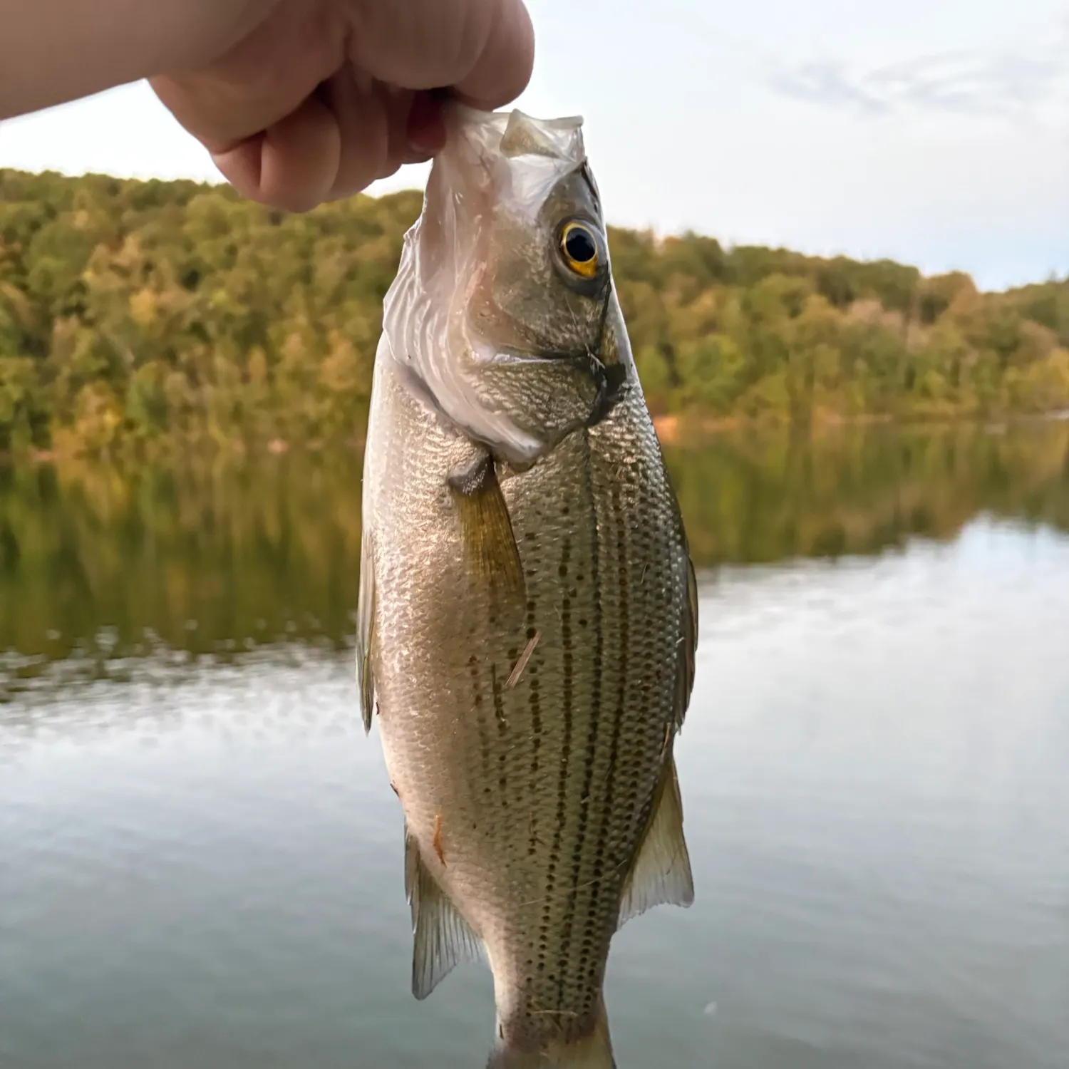 Wiper caught on Fishbrain