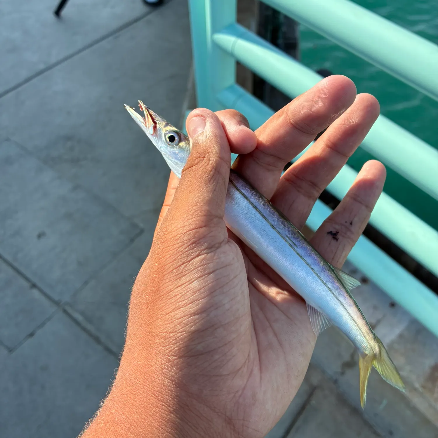 Pacific barracuda caught on Fishbrain
