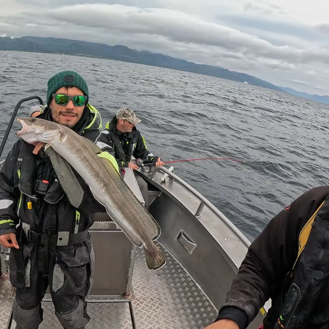 The most recent Common ling catches on Fishbrain
