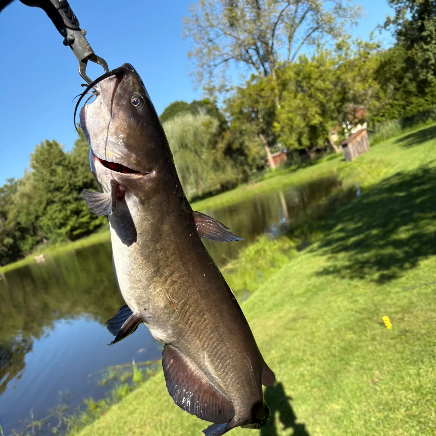 Channel catfish caught on Fishbrain