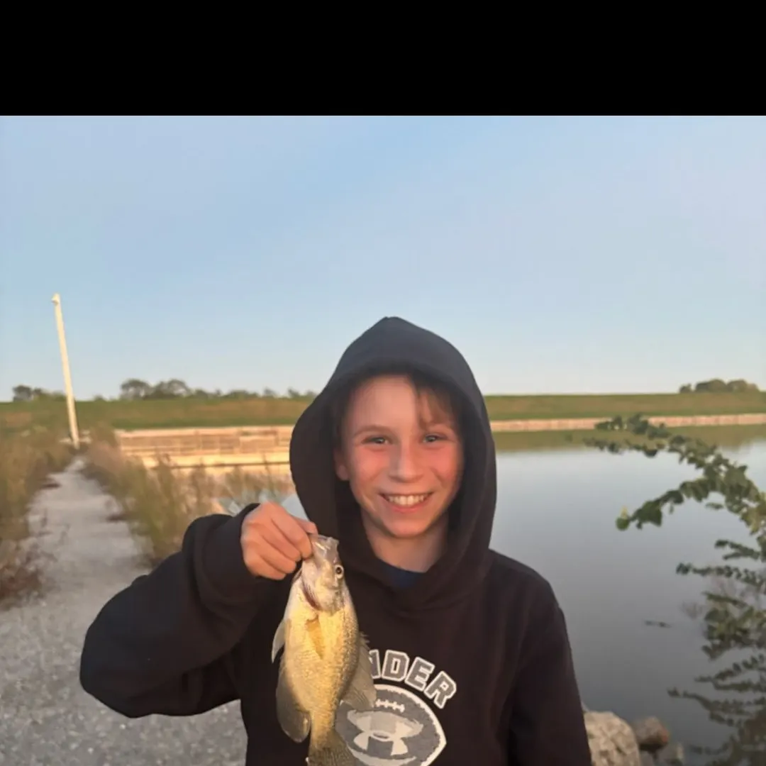 Black crappie caught on Fishbrain