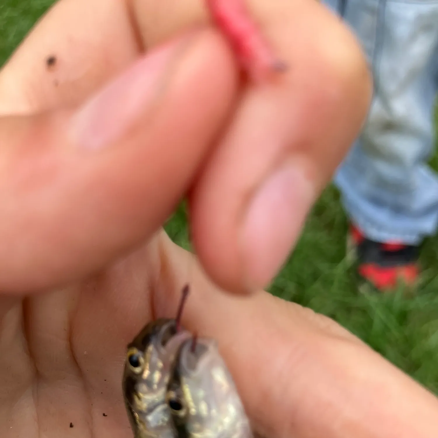 The most recent Eurasian minnow catches on Fishbrain
