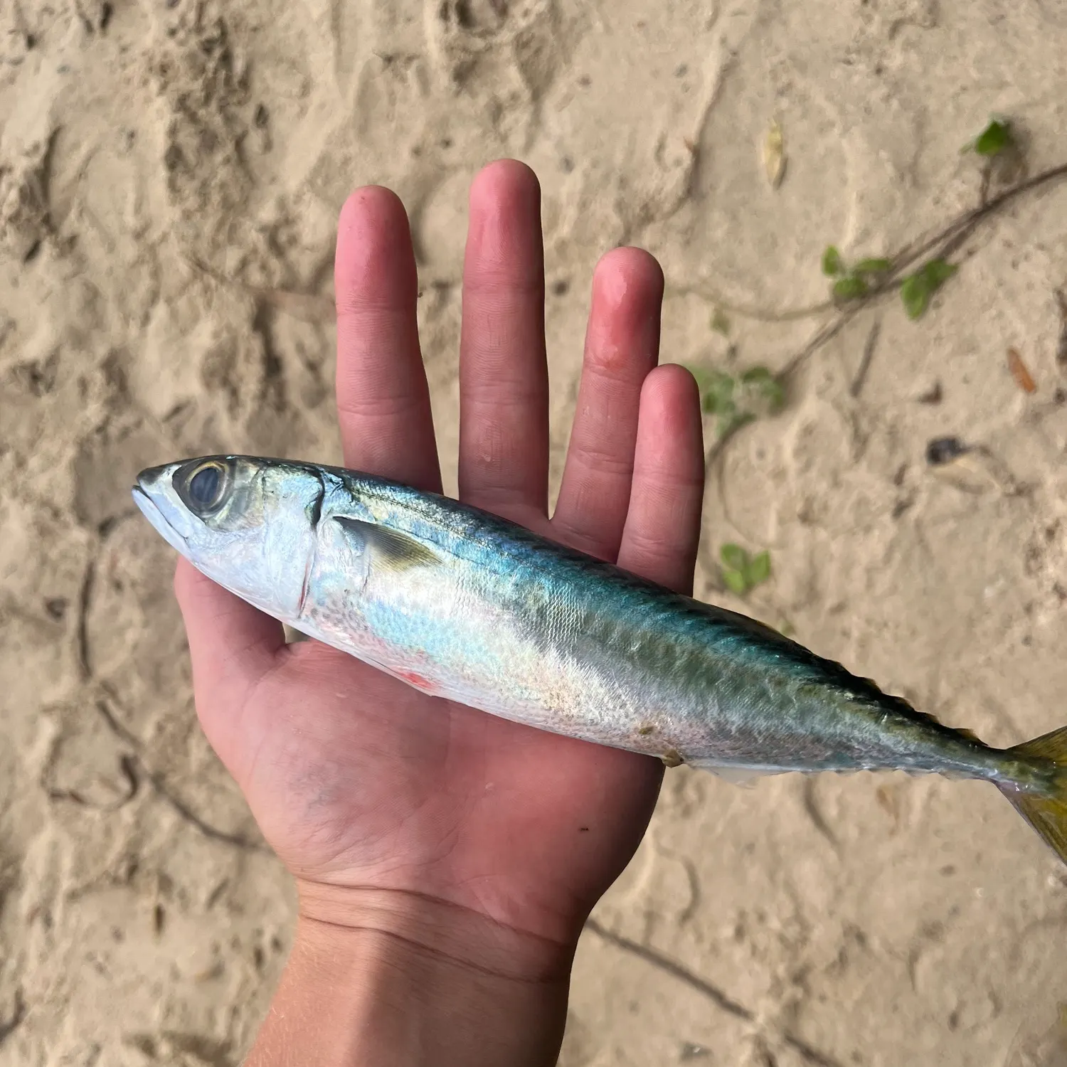 The most recent Pacific chub mackerel catches on Fishbrain