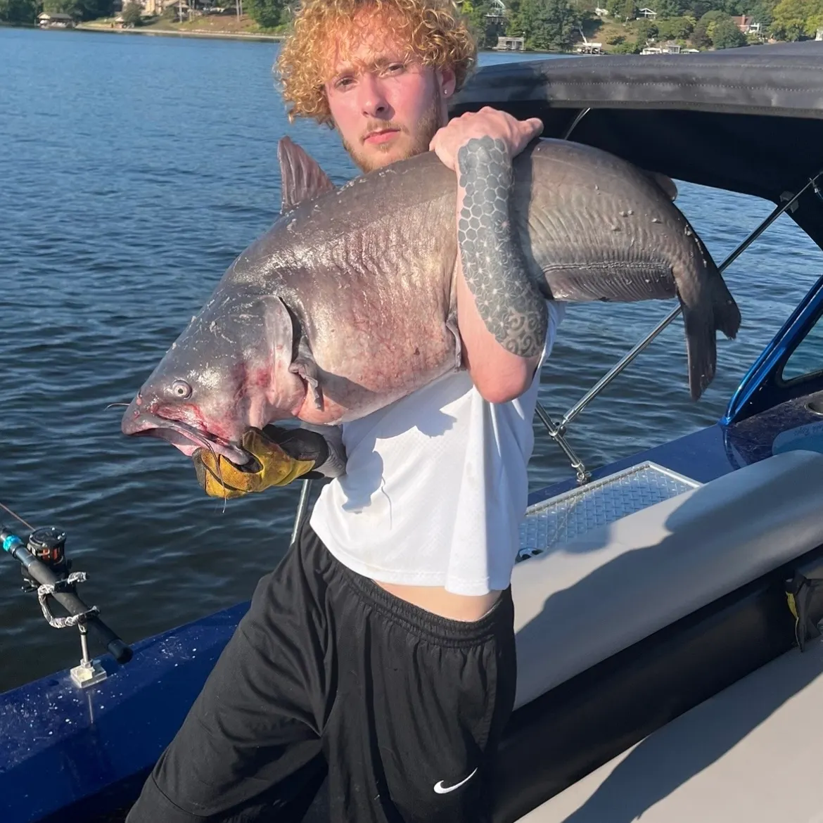 Blue catfish caught on Fishbrain
